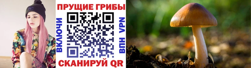 купить  сайты  ОМГ ОМГ как зайти  это как зайти  Инсар  Галлюциногенные грибы прущие грибы 